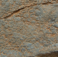 Edmontosaurus dinosaur skin impression