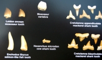 20 Fossil Shark Teeth, Fish, Reptile & Bones from Morocco Posters